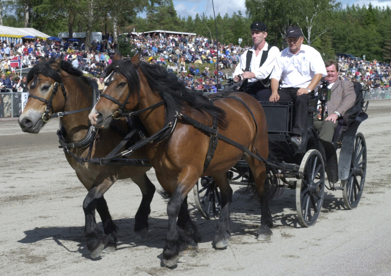 Two horses in harnesses pulling a cart. 