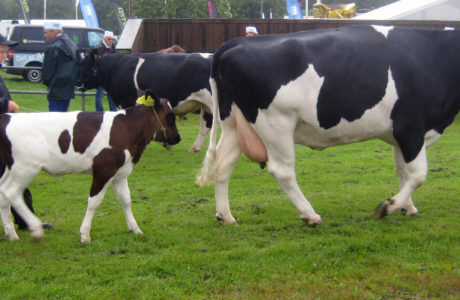 Pojke med en kalv och en ko går över en gräsmatta