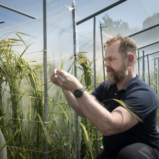 Jan T Svensson investigates NordGen's propagation of wild barley.