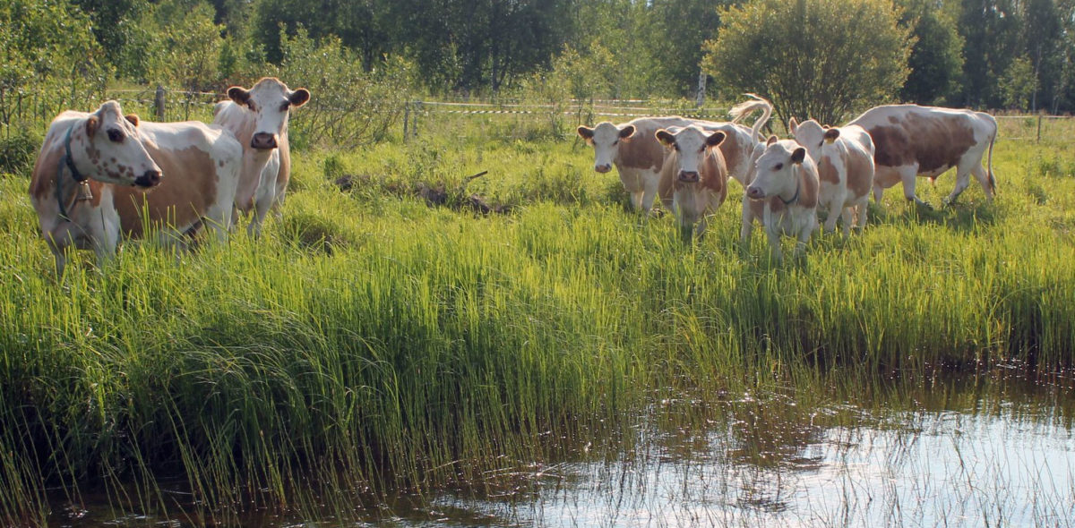 Östfinskt boskap på står i vatten i naturbetesmark