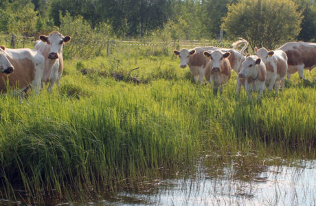 Lehmiä laitulella tulvaniityllä