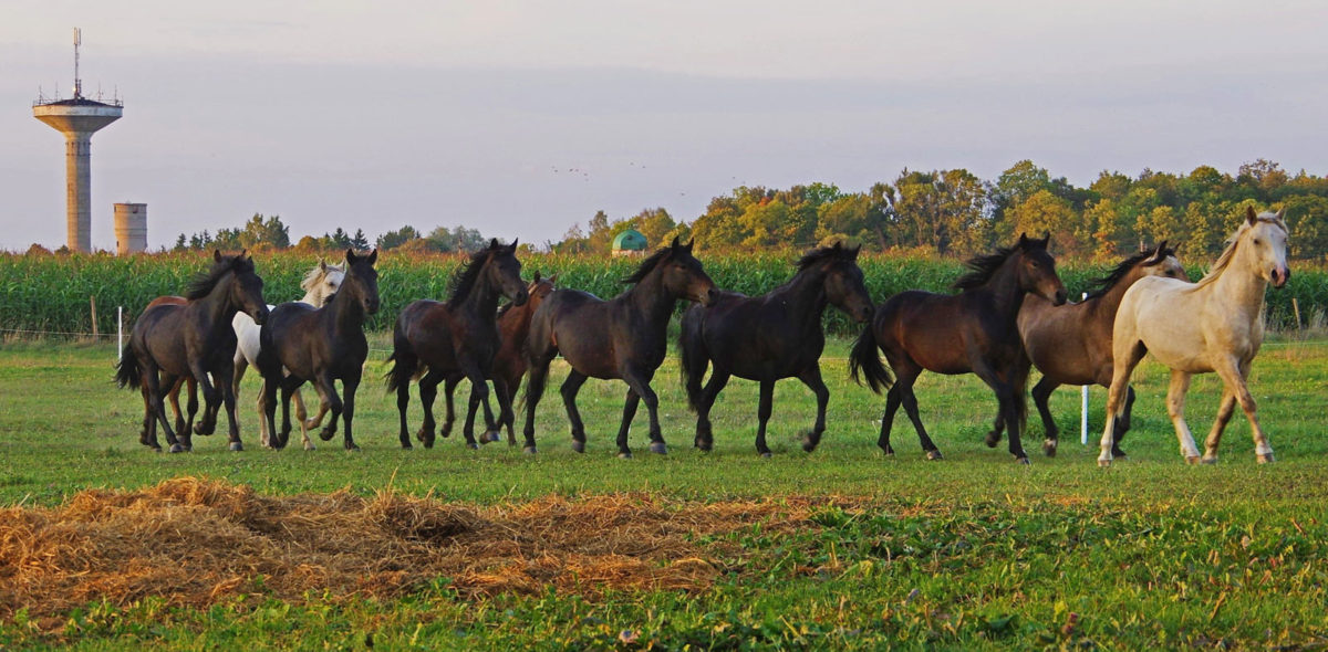 Žemaitukai horses in black and light colours standing in line on green field