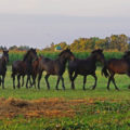 Žemaitukai horses in black and light colours standing in line on green field
