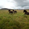 Icelandic Horses galloping in field, open lanscape