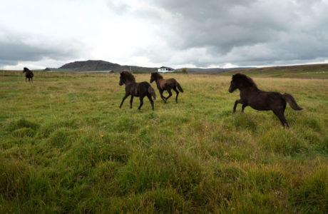 Icelandic Horses galloping in field, open lanscape