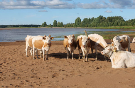 lehmiä rannalla