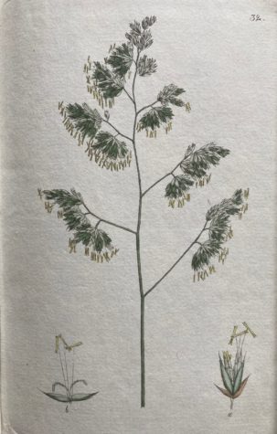 Illustration from the Swedish book "Svensk botanik" (1815) by J W Palmstruch. 