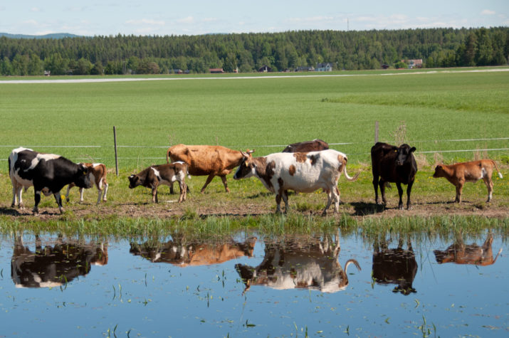 Cattle grazing by the water