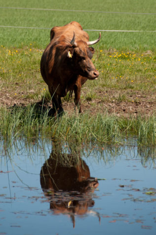 Brun ko med horn på bete med reflektion i vattnet