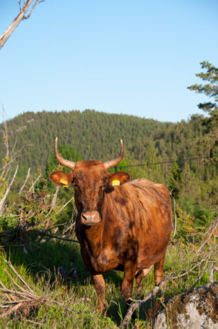 En rödrun ko med horn i skogslandskap