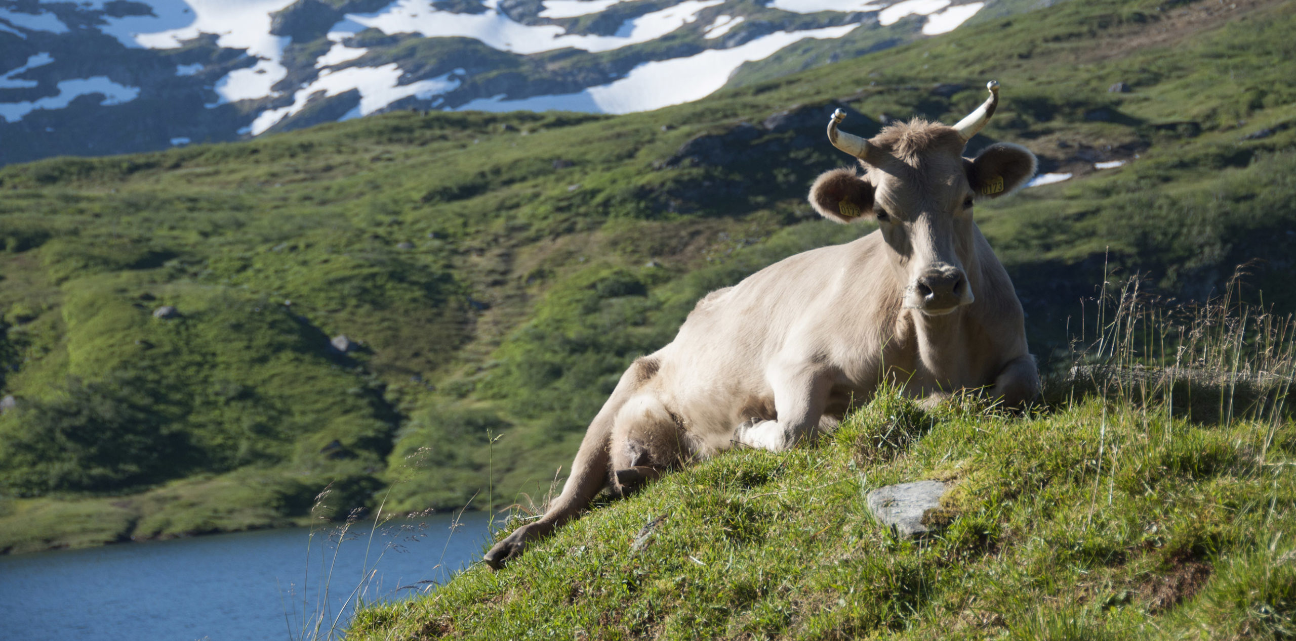 Negative Development Was Reversed in Norway – Statistics Crucial to Save  Endangered Landrace Breeds - NordGen
