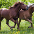 two horses on a field