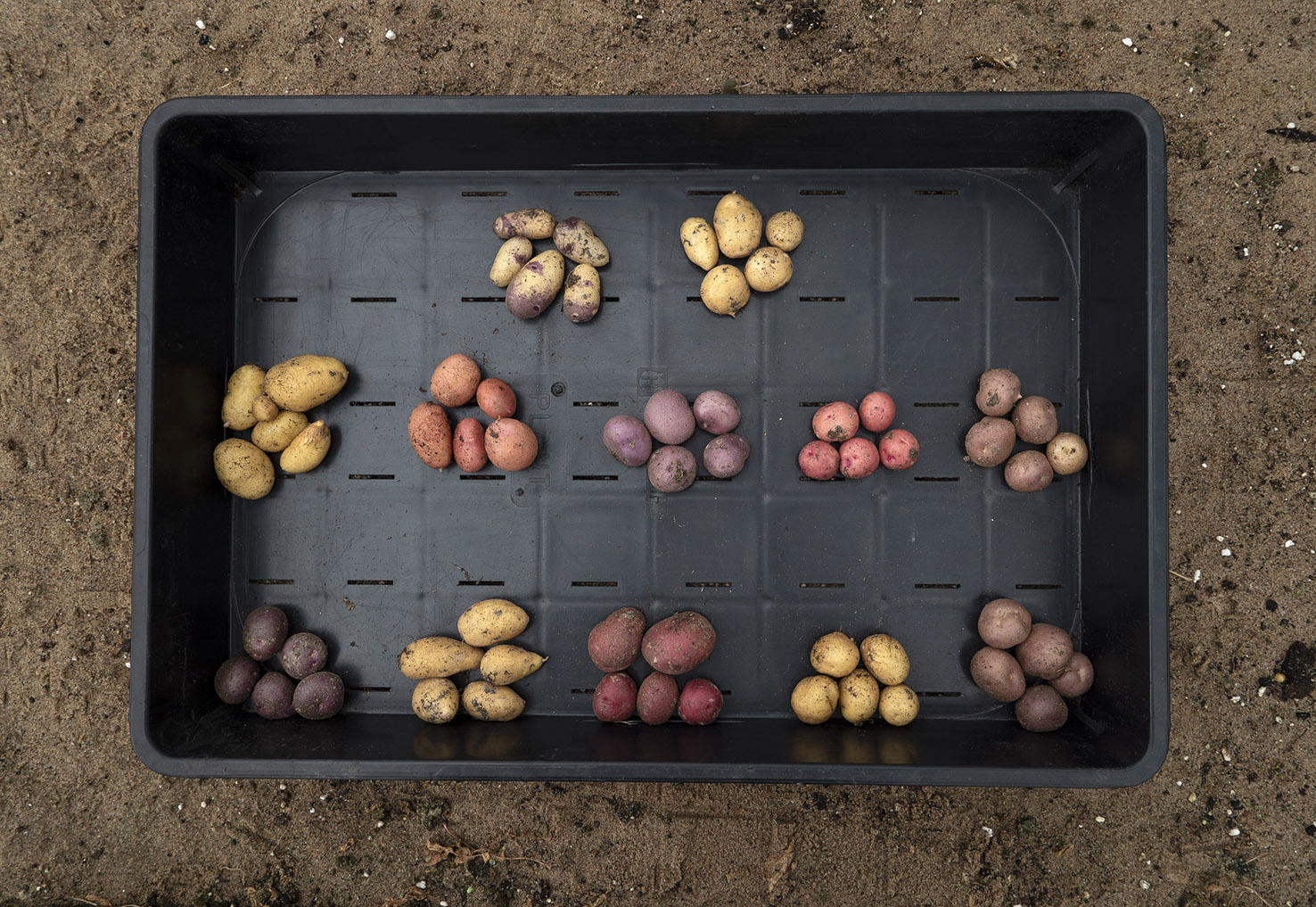 Twelve potatoes from NordGen's collection.
