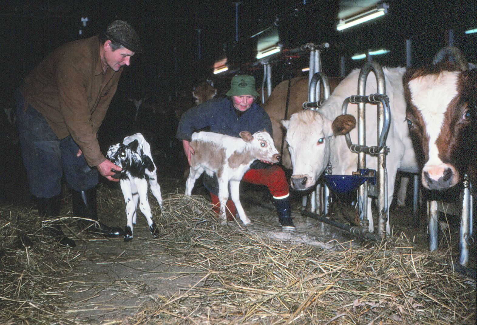Man and woman i barn with newborn calves