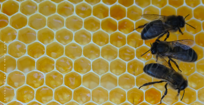 närbild på tre bin på vaxkaka