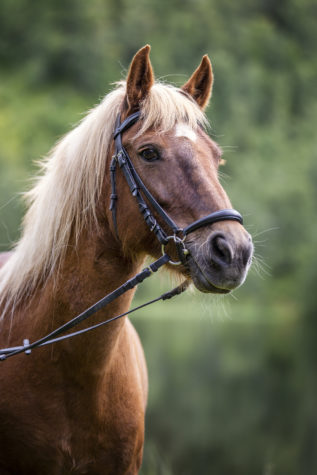 closeup of brown horse with light mane 