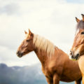 two horses looking to the side with mountainous background