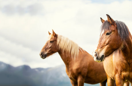 two horses looking to the side with mountainous background