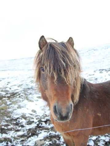 Faroese horse with snow and bare ground in the background