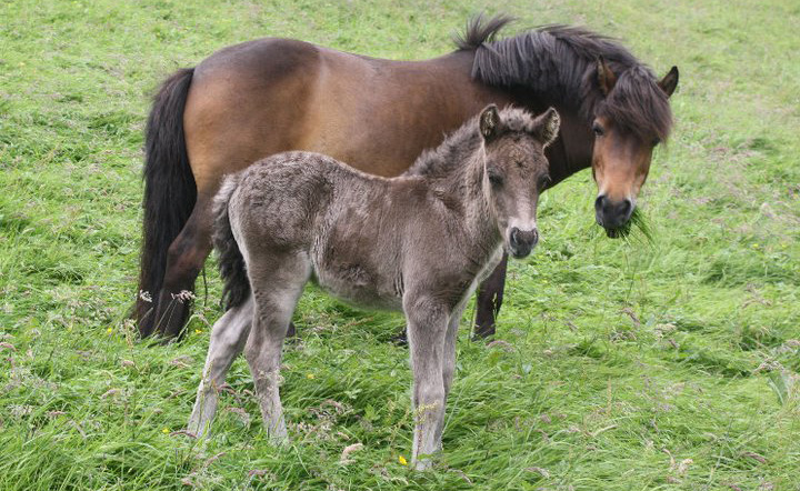 Foal and mare of the breed Faroese Horse.