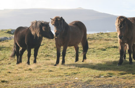 Färöiska hästar