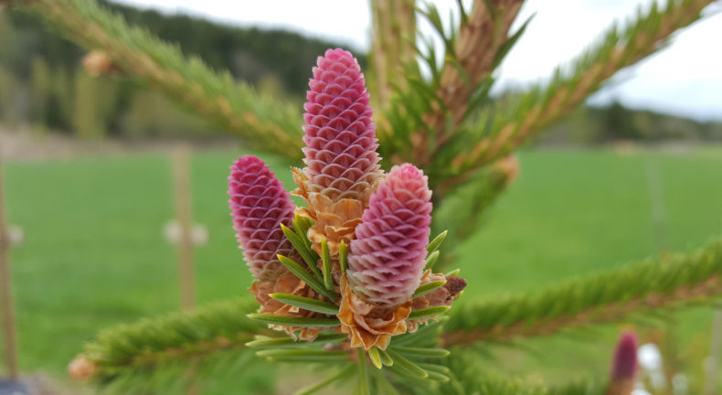 Spruce flower, photo: Arne Steffenrem NIBIO/Skogfrøverket
