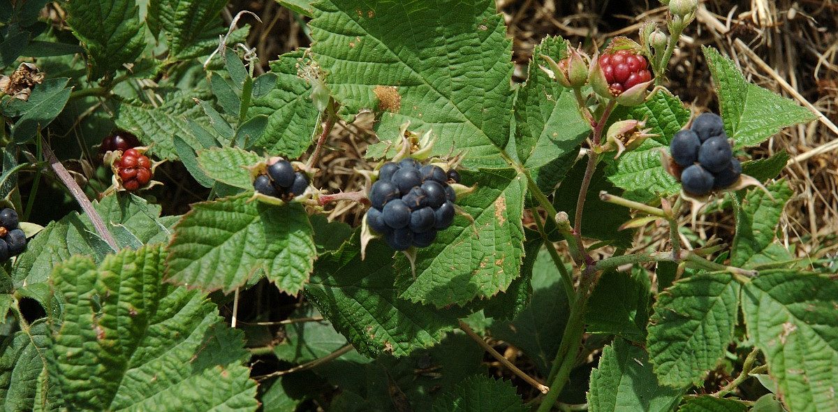 Rubus caesius, European Dewberry