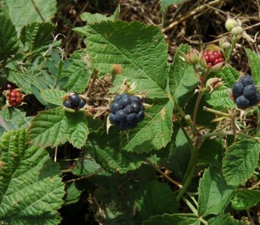 Rubus caesius, European Dewberry