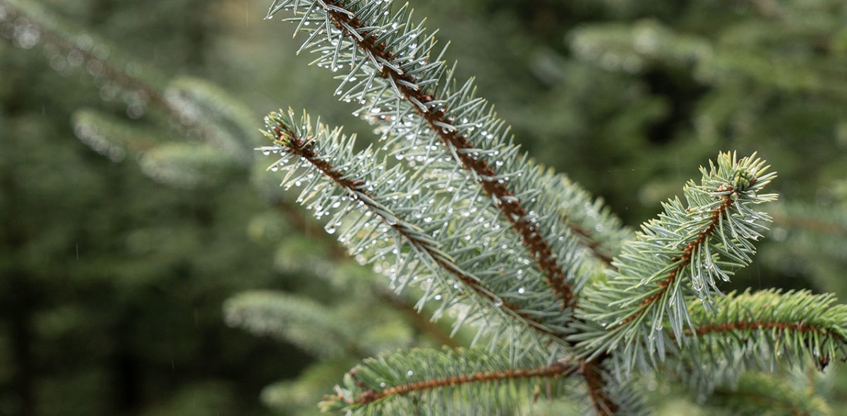 Photo of spruce