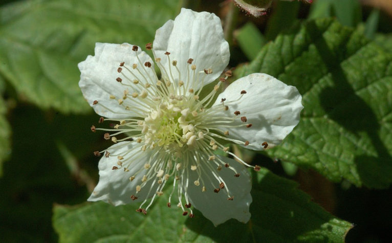 European dewberry flower