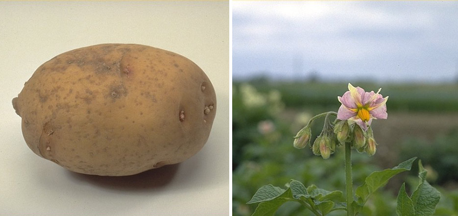 The breeding line "Y 67-20-40" is part of the project, the potato is preserved by NordGen and is, among other things, resistant to various forms of dry rot and potato virus.