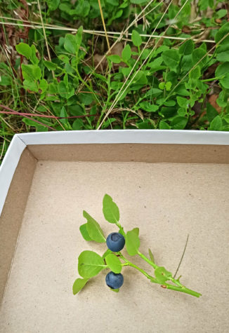 Bilberries, photo Anna Palmé. 