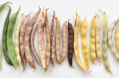 Samling av bönor i olika färg och form på rad.