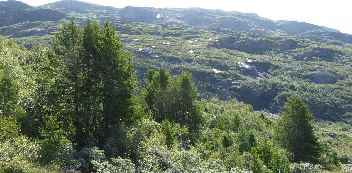 Photo of the Greenlandic Arboretum