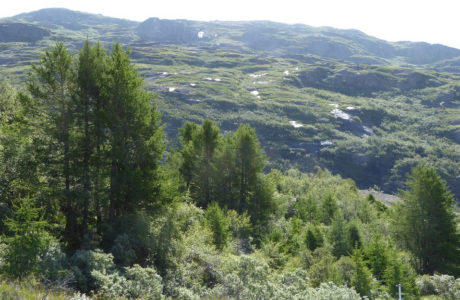 Photo of the Greenlandic Arboretum