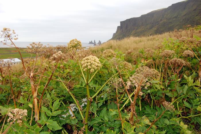 Bilden visar vildväxande kvanne på Island. 
