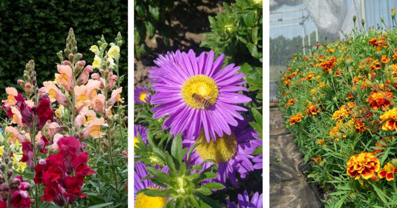 ”Fröjel” (common snapdragon), ”Salome blå” (China aster) and ”Fagerhult” (French marigold) are some of the cut flowers included in the project. 
