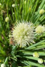 Bee on welsh onion 
