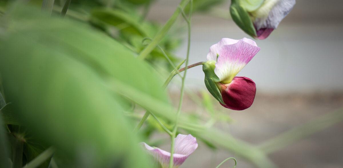 Photo of a pea flower