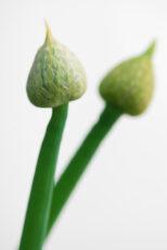 Photo of welsh onion 