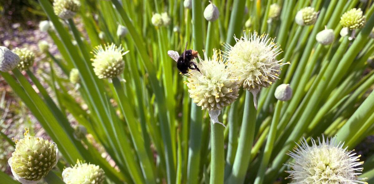 Photo of welsh onion and bumble bee