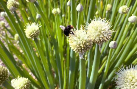 Photo of welsh onion and bumble bee