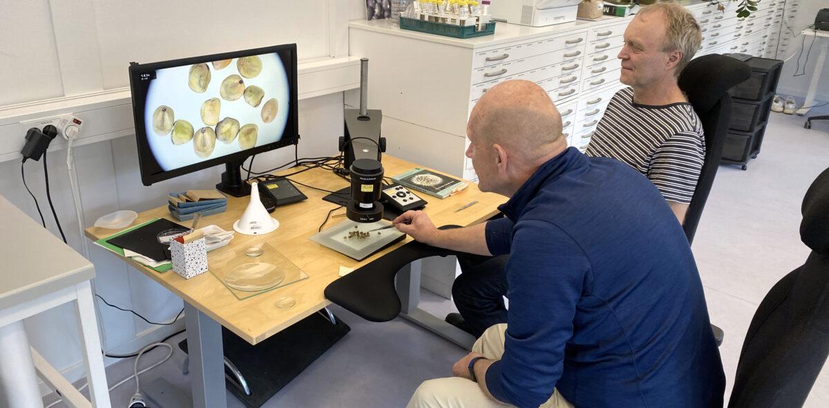 Peas studied in a microscope in NordGen's seed lab.