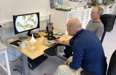 Ärter studeras i mikroskop i NordGens frölaboratorium