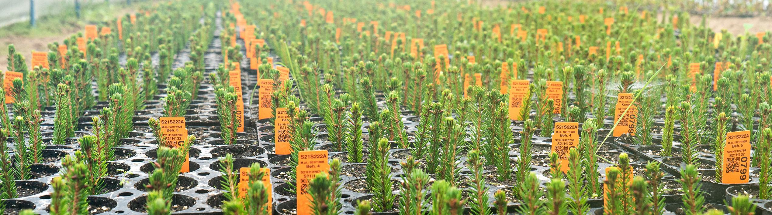 long rows of seedlings of spruce growing in a greenhouse 