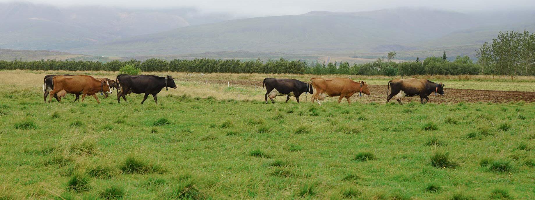 Kor går på en betesmark med dimmiga berg i bakgrunden.
