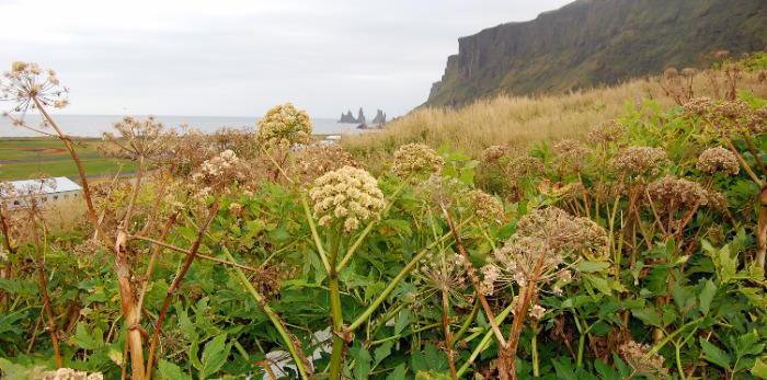 Angelica archangelica in Icelandic nature. The top photo shows Icelandic Elymus kronokensis, photo by Magnus Göransson.