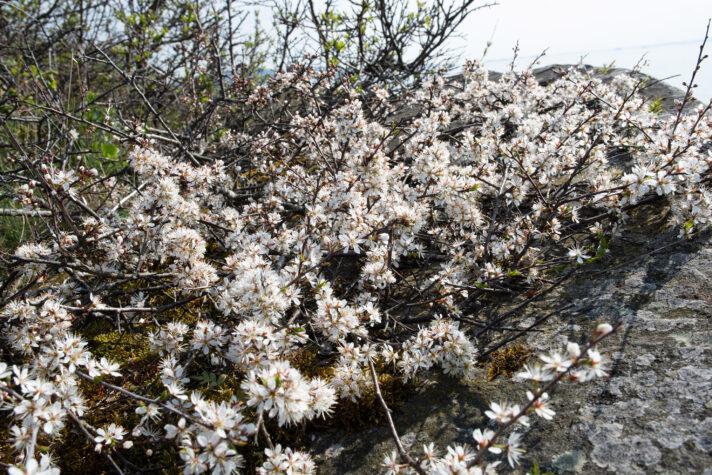 Flowering Prunus spinosa, photo by Dan Aamlid/NIBIO.