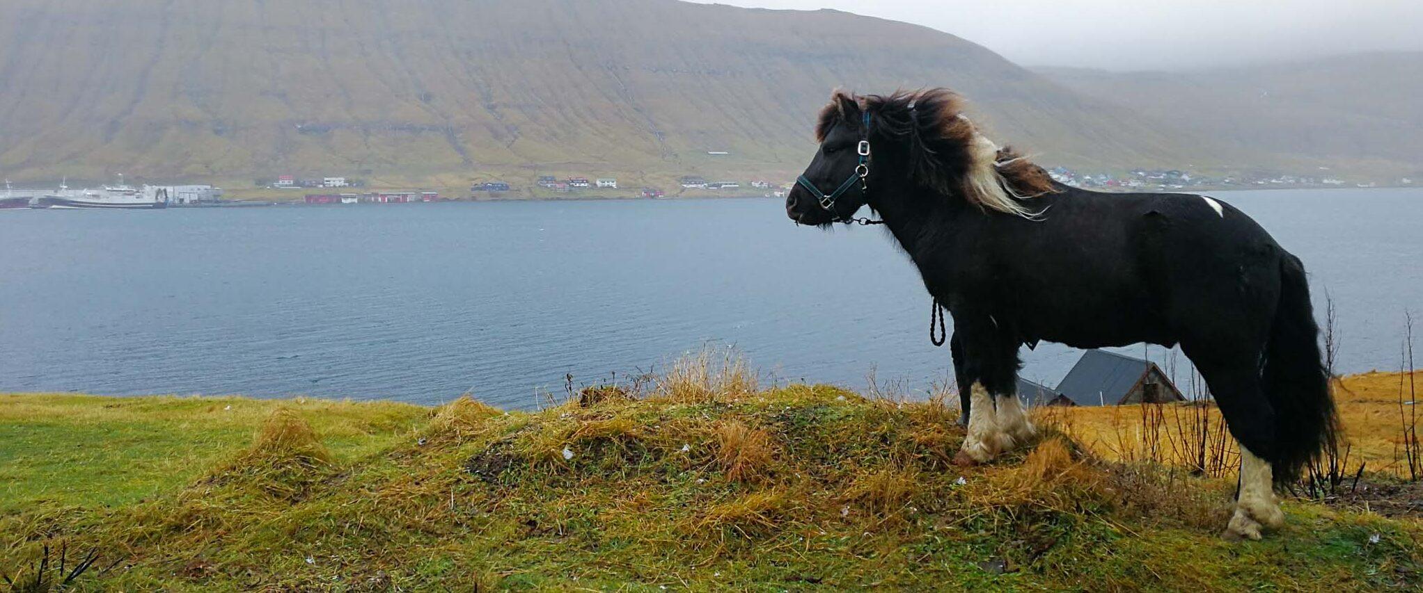 Svart häst som står framför vatten med berg i bakgrunden.