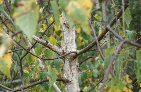 Photo of a birch tree.